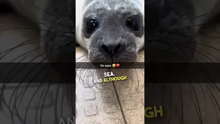 This baby seal has the biggest eyes ever ❤️