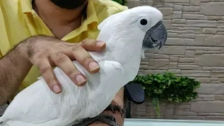Umbrella Cockatoo Bird at Salmans Exotic Pet Store