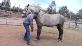 Horse Massage: "The Masterson Minute" Jim teaches the Rugby Down and Forward Technique