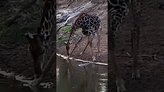 CAUTIOUS GIRAFFE SPOTS THE NILE CROCODILE! #shorts #nature