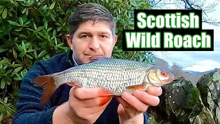 Feeder Fishing For Beginners - Fishing for Big Roach On Big Waters - Course Fishing Scotland UK