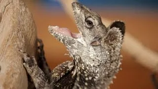5 Cool Facts about Frilled Dragons | Pet Reptiles