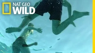 What It's Like to Be Attacked By a Shark | When Sharks Attack