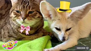 Fox Tiffany again expected love and affection from the cat Rysia.Тиффани опять ждала от кошки любви.