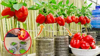 New gardening method, how to propagate bell peppers in aloe vera, growing chili at home is easy