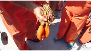 Catching Lobsters In Portland, Maine