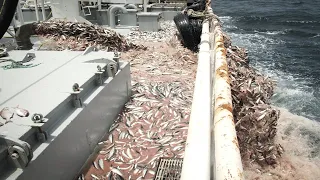 Amazing big nets catch herring on the modern boat - Processing Hundreds Tons of Fish in factory