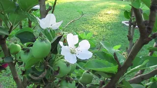 Floração das macieiras em 2022. Comparação das flores Eva, Julieta e Ana.