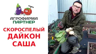 СКОРОСПЕЛЫЙ ДАЙКОН САША