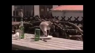 Seagull enjoying fish and chips