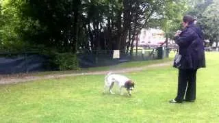 Springer spaniel chasing bubbles