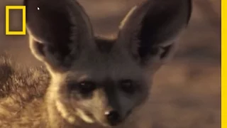 Meet the Bat-Eared Fox | National Geographic