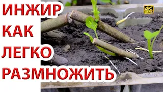 Как размножить инжир черенками. Укоренение осенью