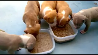 Cachorros Pitbull comiendo