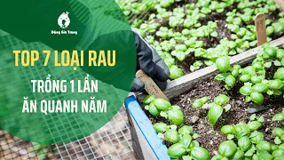 Top 7 loại rau trồng 1 lần ăn quanh năm | Easy Vegetables | SFARM