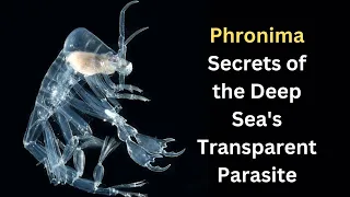 Phronima: Secrets of the Deep Sea's Transparent Parasite
