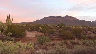 Arizona Desert sounds 1 hour. Sunrise in Mesa, natural sounds of sunrise relaxation #naturesounds