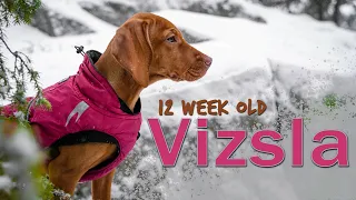 VIZSLA PUPPY - OUR FIRST MONTH TOGETHER