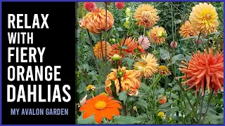 Relax with Fiery Orange Dahlias | My Avalon Garden