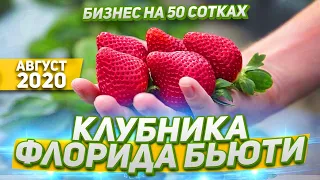 62/20 Флорида Бьюти! Клубника Флорида Бьюти! Сорт НСД Флорида Бьюти. Обзор Август 2020