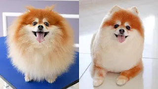 IT'S THE SAME DOG !!☆ Pomeranian grooming seal style with scissor✂️