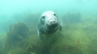 Seal blows bubbles