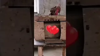 Smart Hen