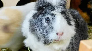 How to Stop Your Guinea Pig from Biting