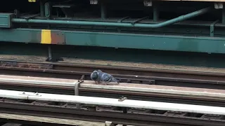 Pigeons electrifying moment while on the third rail #pigeons #wildlife #pigeonsmating #thirdrail