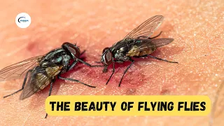 Facts About Flies