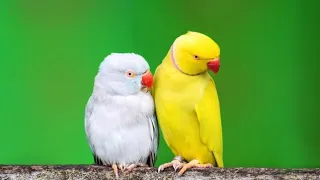 #parrottalking,#parrotvideo,#petstown,Parrot Talking - Smart And Funny Parrots Video #1 | Pets Town