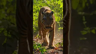 Golden Majesty : A Tiger's Entrance at Dawn #wildlife #tiger  #nature