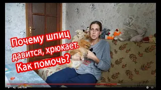 Почему шпиц давится, хрюкает. Как помочь?