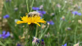 Welt der Wildbienen: Was sind Wildbienen?