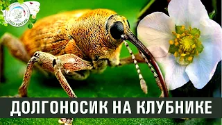 Долгоносик на клубнике. Ответы на вопросы по выращиванию клубники.