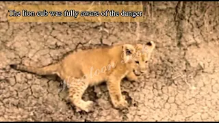 Look lion cub in high danger || #wild of Kiratoon Wild ||@KiratoonWildStory