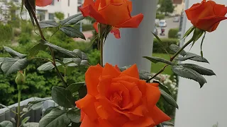 Мои розы на балконе .