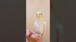 cockatiel singing_remix songs😅😅#entertainment #happybird #cockatiel #parrot #birds #cute #happy