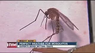 Current forecast is a recipe for mosquitoes