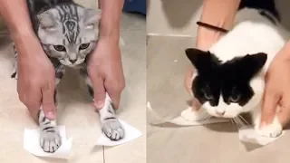 Cat Reaction to Sticky Tape - Funny Cat Tape Reaction Compilation