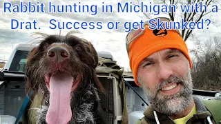 Michigan rabbit hunting with a Deutsch Drahthaar.