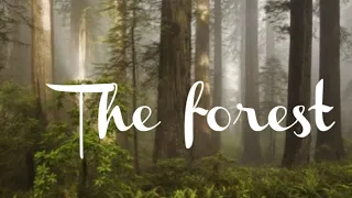 THE FOREST  - cinematic film - shot with DJI OSMO mobile 3 gimbal