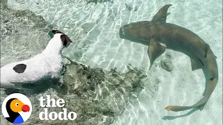 Dog Swims With Her Shark BFF Every Day | The Dodo