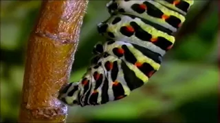 Как гусеница превращается в бабочку за 15 секунд