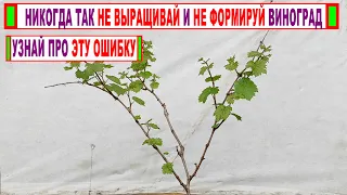 🍇 Даже не думай ВЫРАЩИВАТЬ ВИНОГРАД не узнав про эту "ВРЕДНУЮ" ВЕРТИКАЛЬНУЮ ПОЛЯРНОСТЬ!