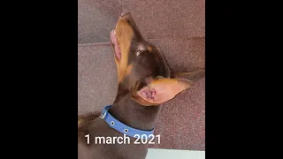 Day 1 🐶 to 10 month Growth of American  Doberman puppy 🐕 | #shorts  #youtubeshorts #americandoberman