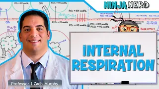 Respiratory | Internal Respiration