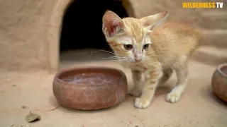 Cat Rescue And Feeding Cat Building Amazing Great Wall Around Mud Castle Cat House