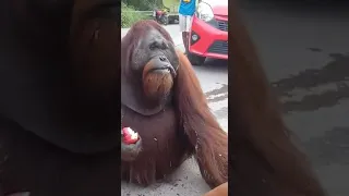 Emergency Orangutan Rescue March 2022 (clip 2)