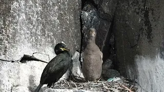Baby Shag on its nest on the cliffs at Neist Point. First one parent and then both. Isle of Skye
